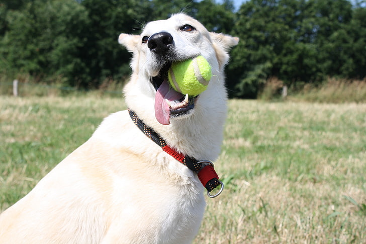 yellow Labrador retrieve, dog, muzzle, ball, playful, tennis