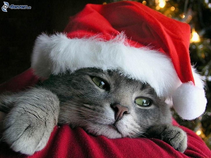 short-haired gray cat, hat, Christmas, animals, Santa hats, face