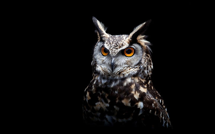 Owl, black background, HD wallpaper