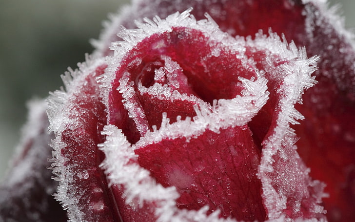 white and red fur textile, ice, flowers, rose, Ice crystals, macro, HD wallpaper