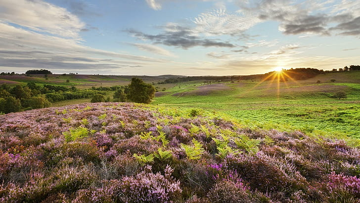 Beautiful Sunrise Over British Countryside, grass, meadow, flowers, HD wallpaper