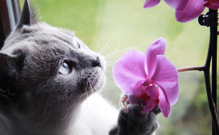 That smell.., Animals, Pets, flower, beautiful, orchid, cat, british