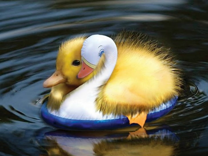 duck duckling how cute is that Animals Ducks HD Art, water, friend