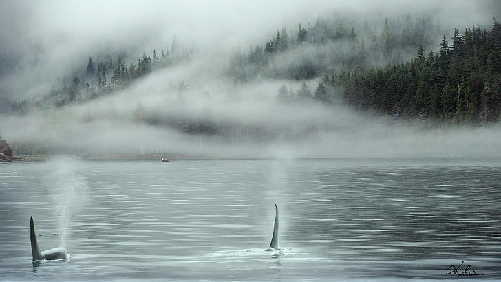 orcas, water, nature, mist, fog, whale, tourism, british columbia