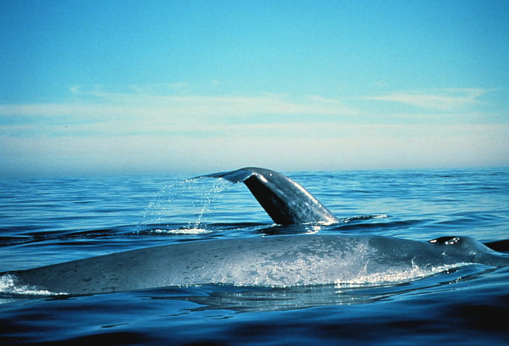 gray sea creature on body of water during daytime, NOAA, whale