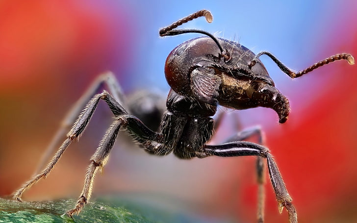 black ant, black army ant macro photography, ants, insect, nature
