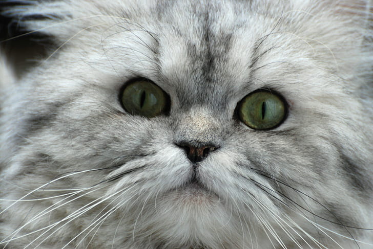gray and black cat's face in close up photo, Nikon D80, Nikon  D80