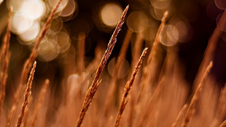 bokeh, depth of field, nature, cereal plant, crop, agriculture