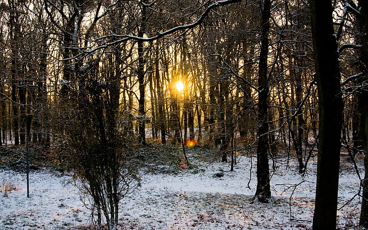 landscape, sunset, winter, snow, forest, lens flare