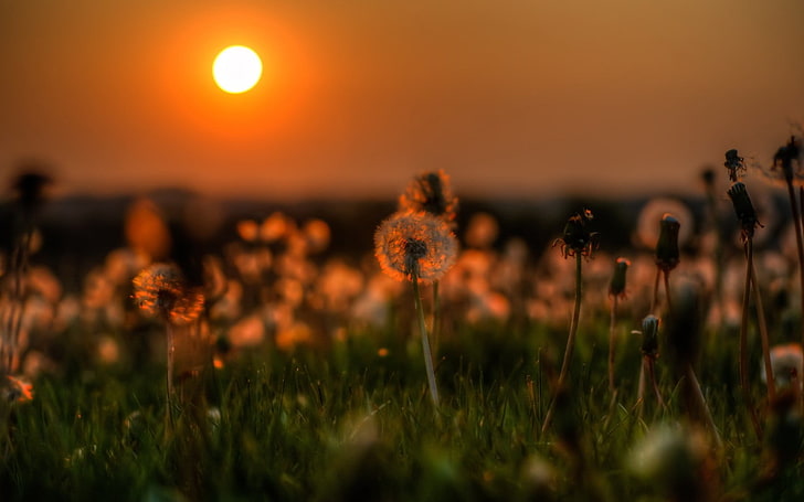 dandelion buds, white petaled flowers at sunset, nature, grass