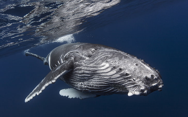 underwater, whale, humpback whale, animal themes, sea, animals in the wild