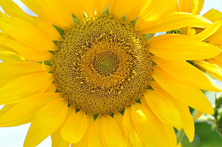 yellow sunflower, nature, summer, plant, agriculture, petal, close-up