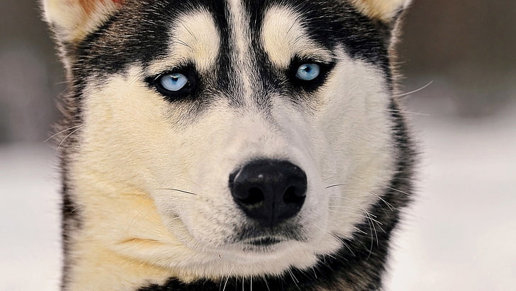 adult black and white Siberian Husky, animals, dog, one animal, HD wallpaper