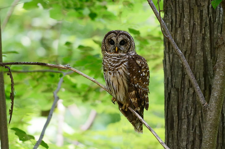 brown Owl on twig, barred owl, barred owl, AF, VR, Zoom, 70-200mm