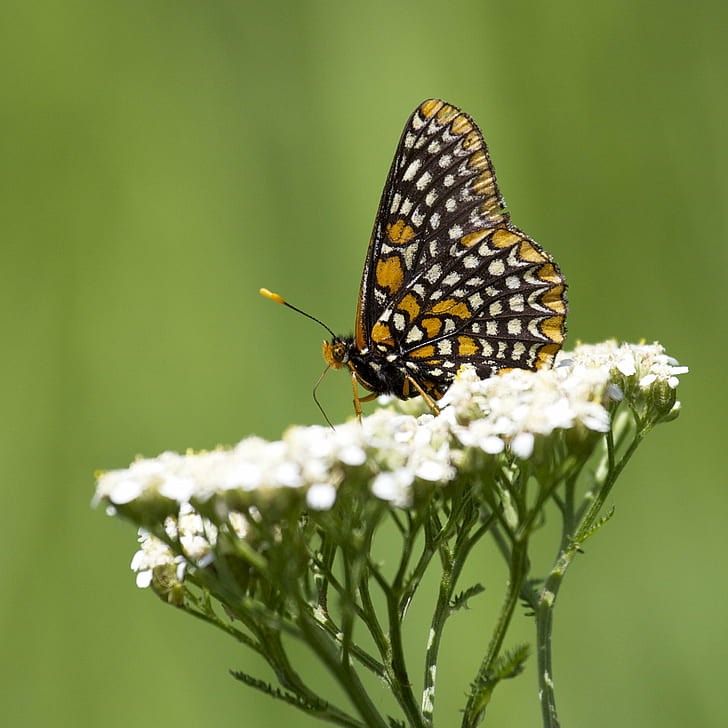 black and brown butterfly perched on white petaled flower, butterfly