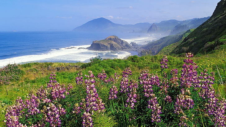 flowers, sea, cliff, mountains, landscape, coast