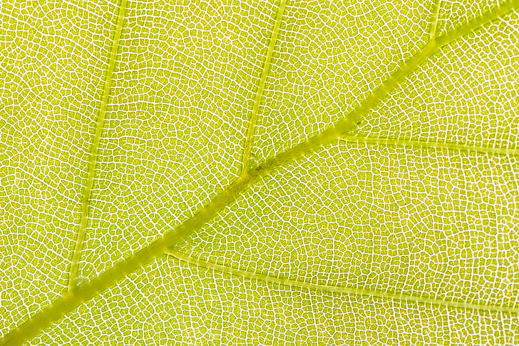 yellow green textile, Chlorophyll, leaf, backlight, veins, structure