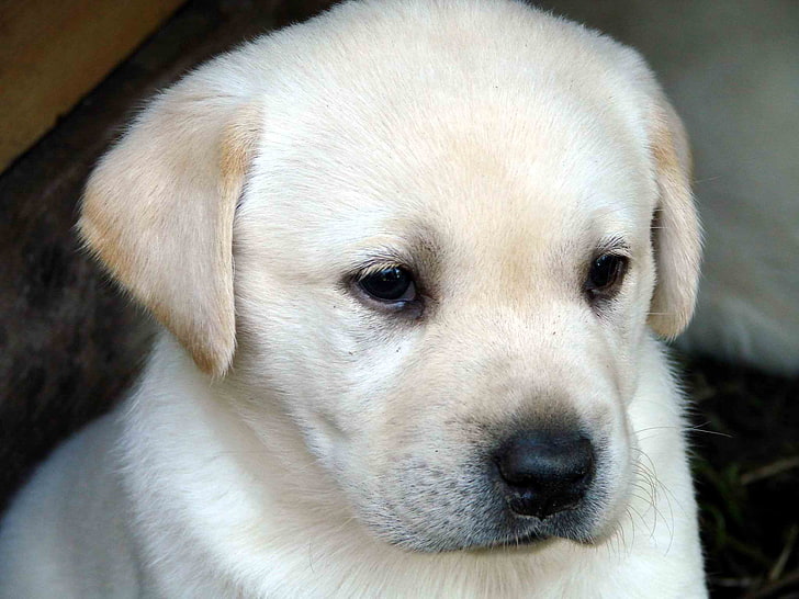 yellow Labrador retriever puppy, dog, face, eyes, sadness, pets