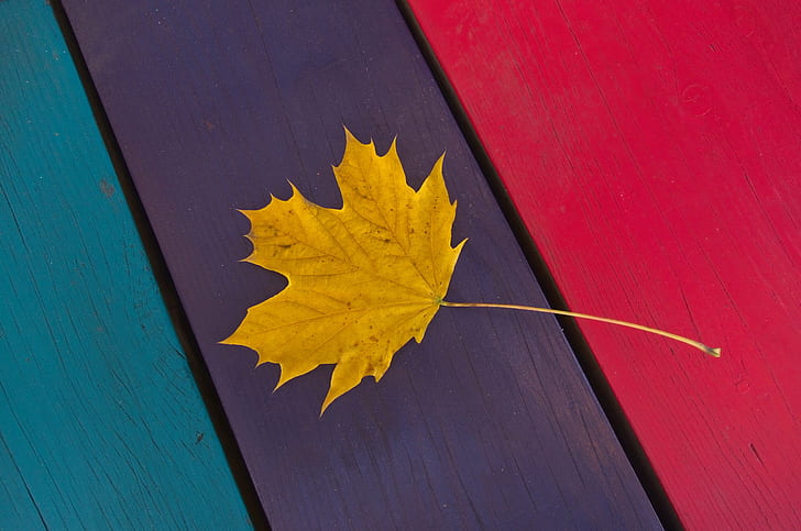 yellow maple leaf, autumn leaf, autumn leaf, Sidewalk, Table, HD wallpaper