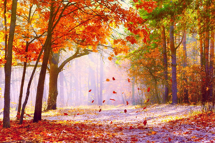 THE FALLING LEAVES, dried trees and road, path, autumn, forest, HD wallpaper