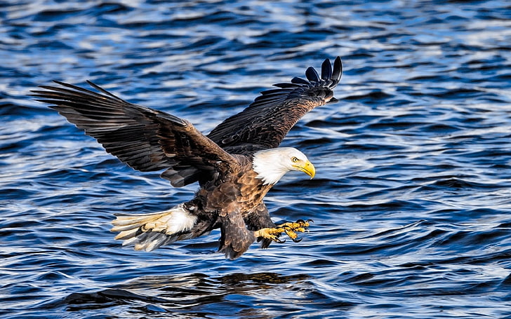 animals, birds, eagle, bald eagle, animal themes, animals in the wild, HD wallpaper