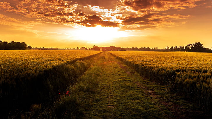 orange sky, orange sunset, field, countryside, crop, crop field, HD wallpaper