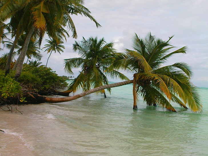 nature, landscape, Maldives, palm trees, beach, sea, sand, tropical, HD wallpaper