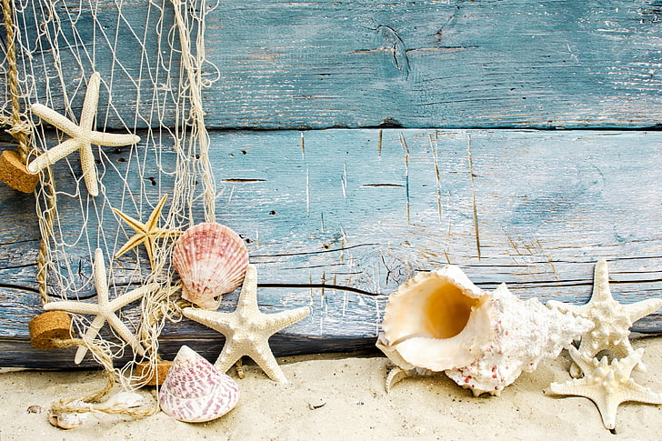 seashells decor, sand, beach, wood, marine, starfishes, animal Shell