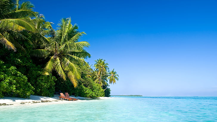 coconut tree, maldives, tropical, beach, palm trees, summer, heat