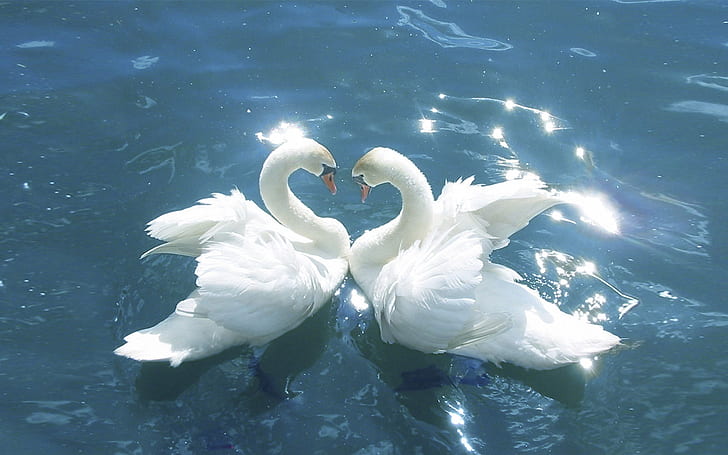 HD wallpaper: Swans Love Between Birds Blue Water Hd Wallpapers For Mobile  Phones And Laptops | Wallpaper Flare