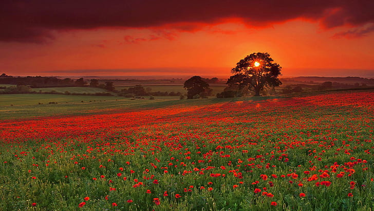 Poppy Red Sunset, red petaled flower field wallpaper, meadow