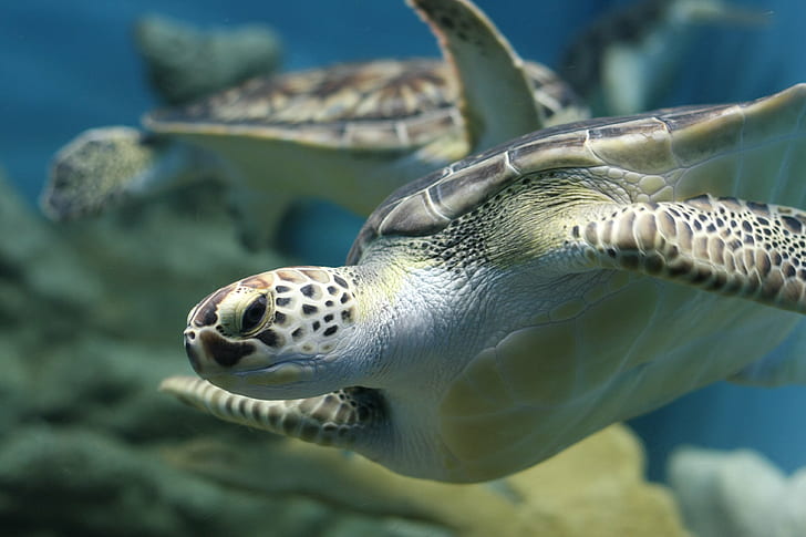 sea turtle swimming under the sea, tortuga, tortuga, sea  turtle, HD wallpaper