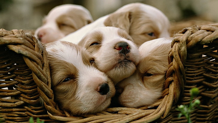 five short-coated white-and-brown puppies, animals, dog, baby animals