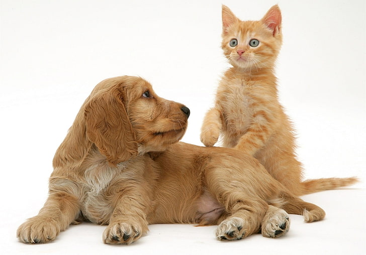 HD wallpaper: cat, dog, friends, cute, kitten, Animal, pets, domestic, domestic  animals | Wallpaper Flare