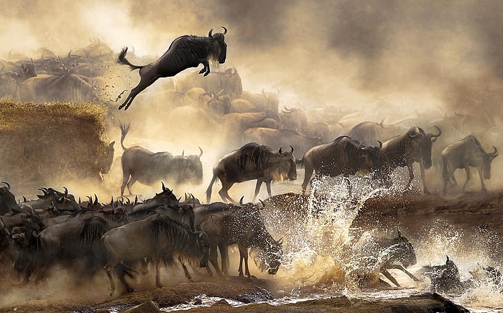 Africa, animals, dust, landscape, Migration, nature, river, HD wallpaper