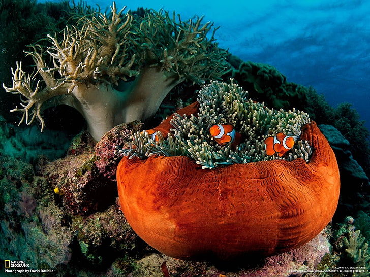 sea anemones, clownfish, underwater, National Geographic, undersea, HD wallpaper