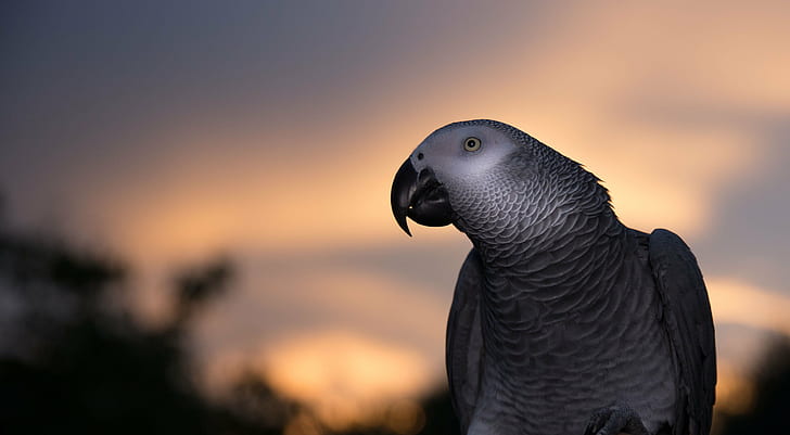 gray african parrot looking at its left, african gray parrot, african gray parrot, HD wallpaper