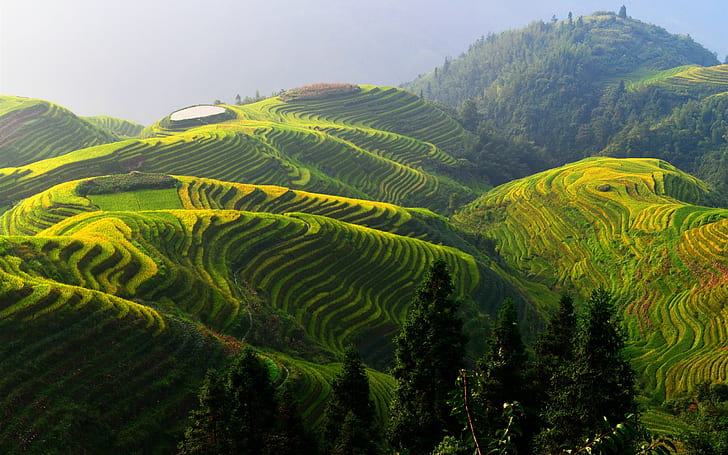 Longji rice terraces, China beautiful countryside, HD wallpaper