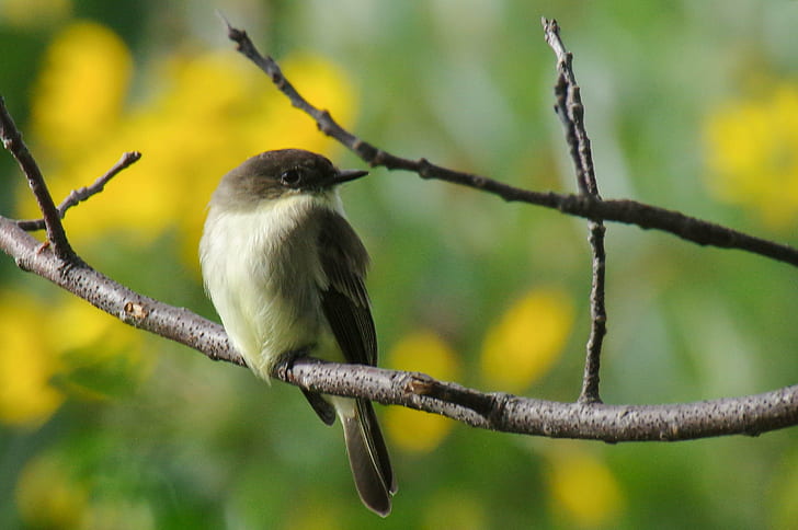 grey and white bird on branch of tree photo, eastern phoebe, eastern phoebe
