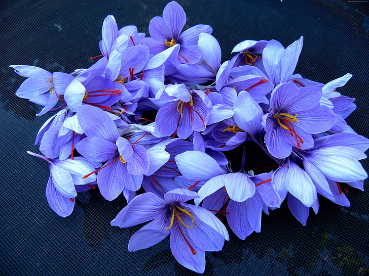spring, saffron, 4k, flowers, flowering plant, fragility, freshness, HD wallpaper