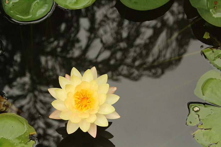 yellow lotus flower, orange flowers, yellow flowers, nature, photography