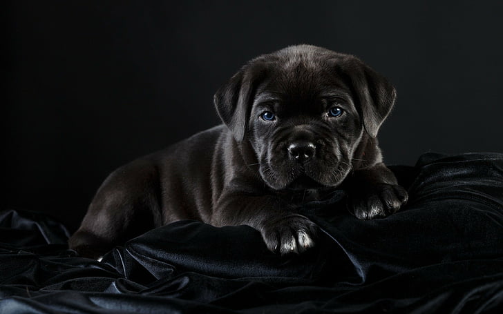 Dogs, Cane Corso, Baby Animal, Pet, Puppy, canine, mammal, domestic, HD wallpaper