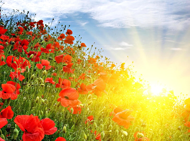 red flowering plant, poppies, meadow, sun, rays, summer, nature, HD wallpaper