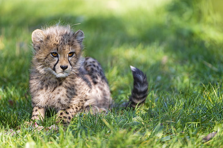 Cheetah cub on grass, cub, grass, Cute, shadow, sun, tail, portrait, HD wallpaper