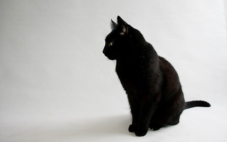 large black cat, animals, black cats, simple background, white background