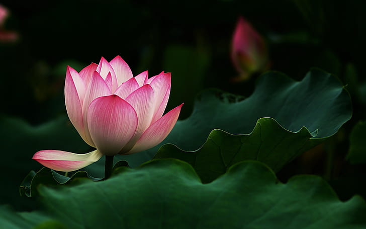 Beautiful Lotus Flower, pink flower, leaves
