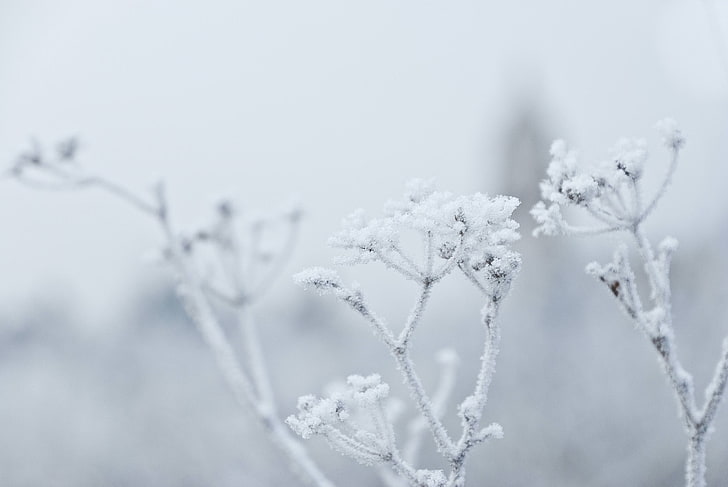 plants, ice, winter, nature, cold temperature, snow, white color