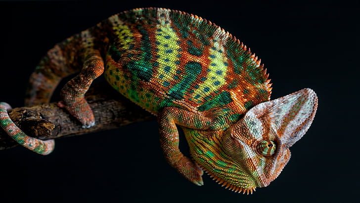 nature, animals, chameleons, colorful, skin, branch, tail, simple background