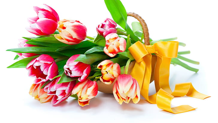 Tulips, flowers, basket, HD wallpaper