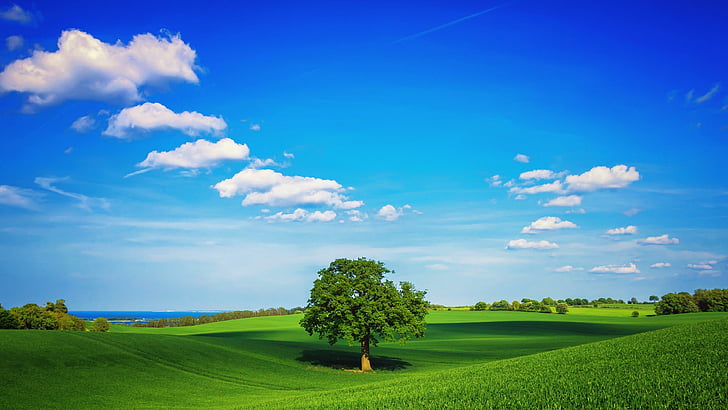 landscape, lonely tree, green field, blues sky, sunny, scenery, HD wallpaper